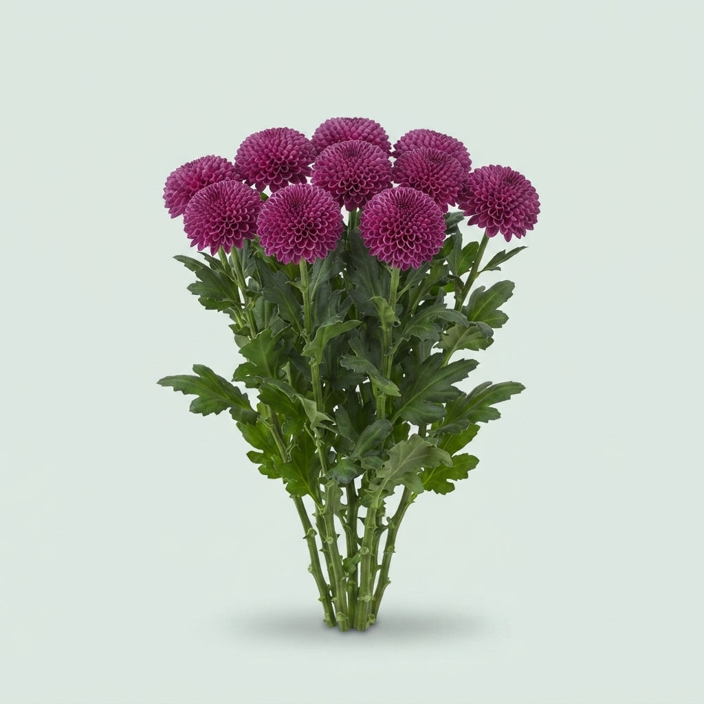 Chrysanthemum G Roxo