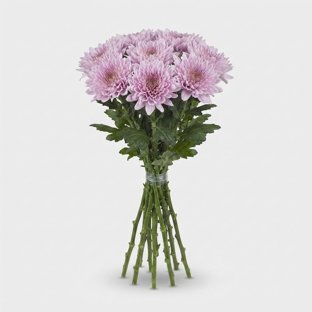 Chrysanthemum G Kalimba