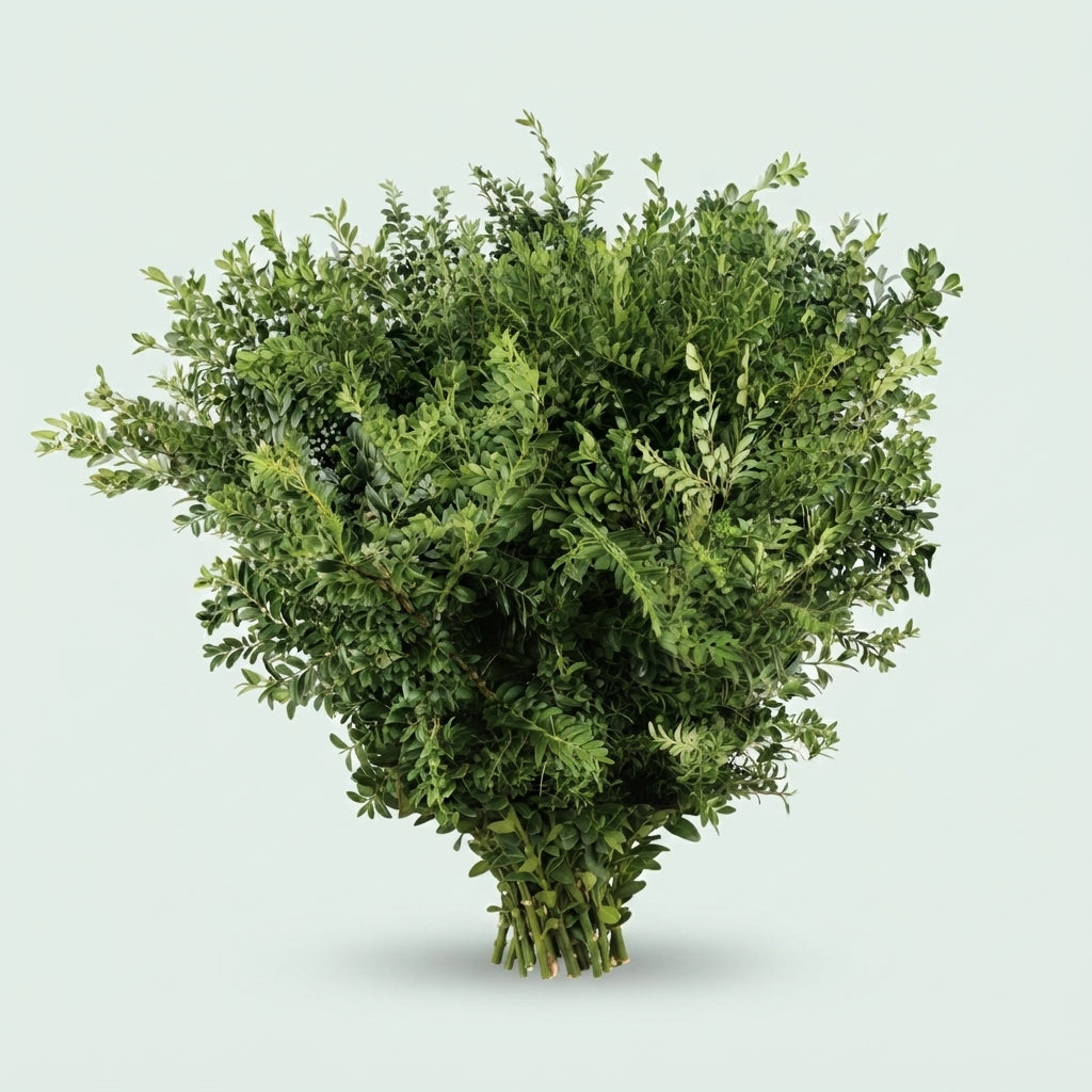 Buxus Foliage - 60cm Bunch