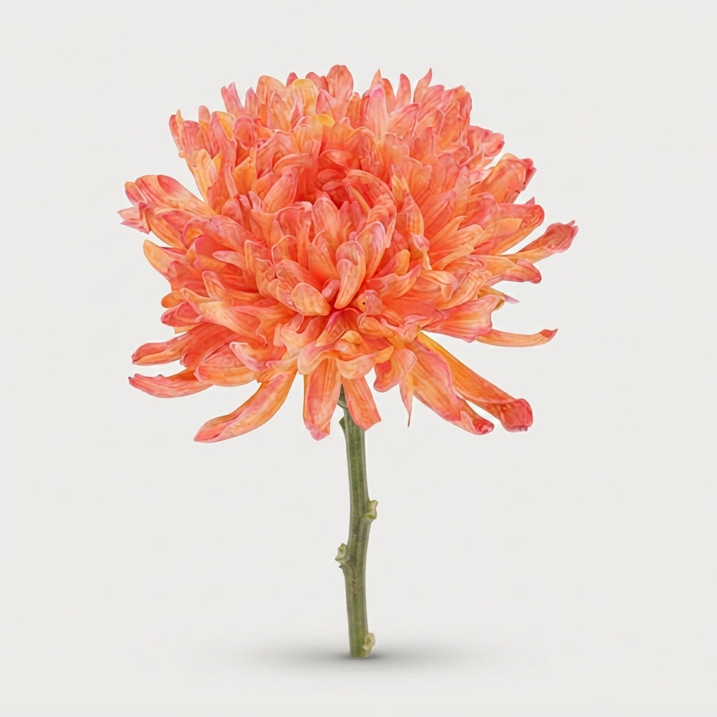 Chrysanthemum - Chrysanthemum - Dekantonov