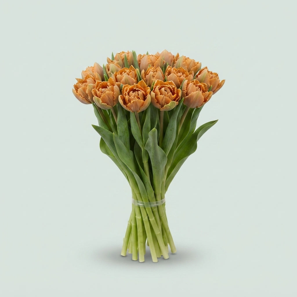 Dyed Double Tulip - Tulipa