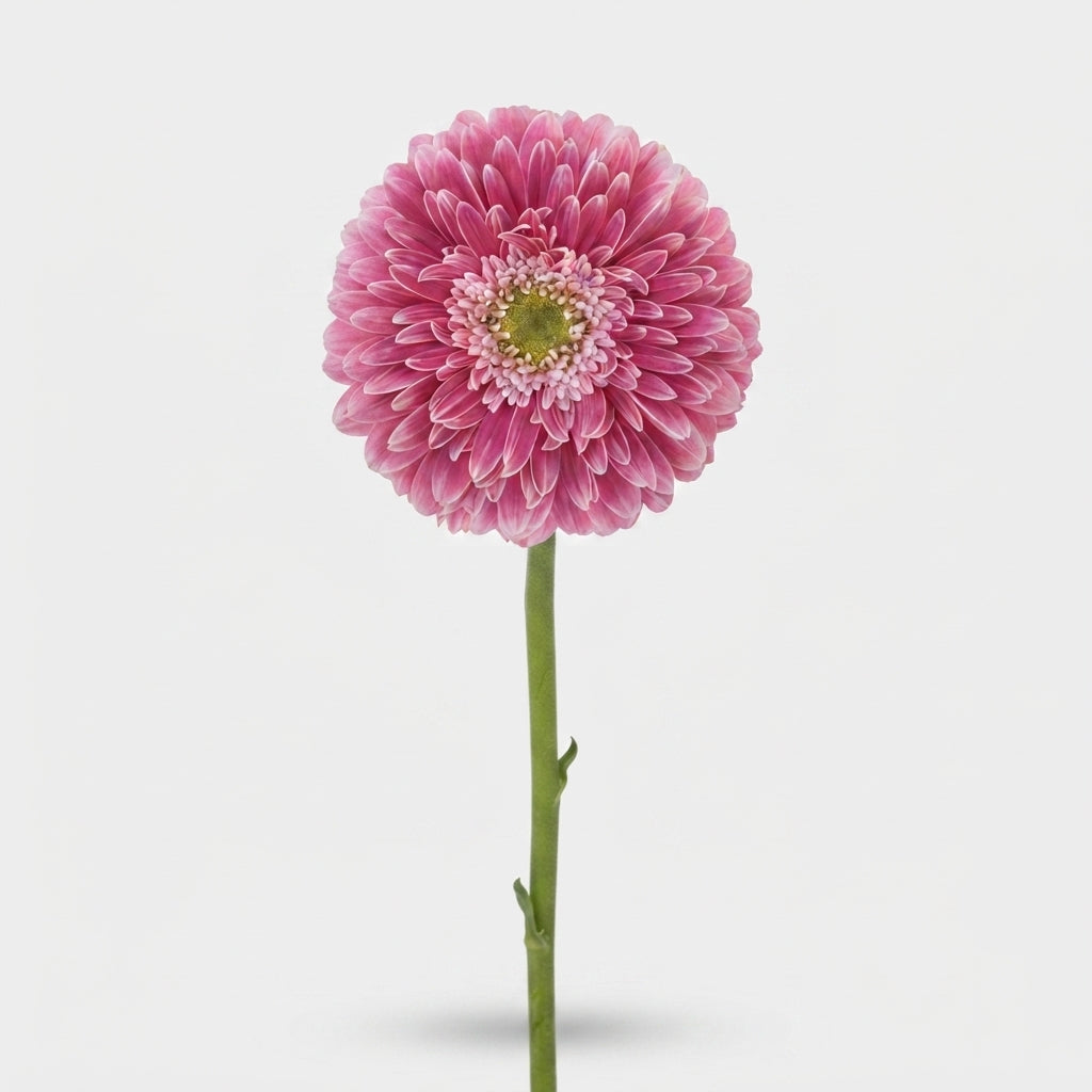 Gerbera Large Power Ball