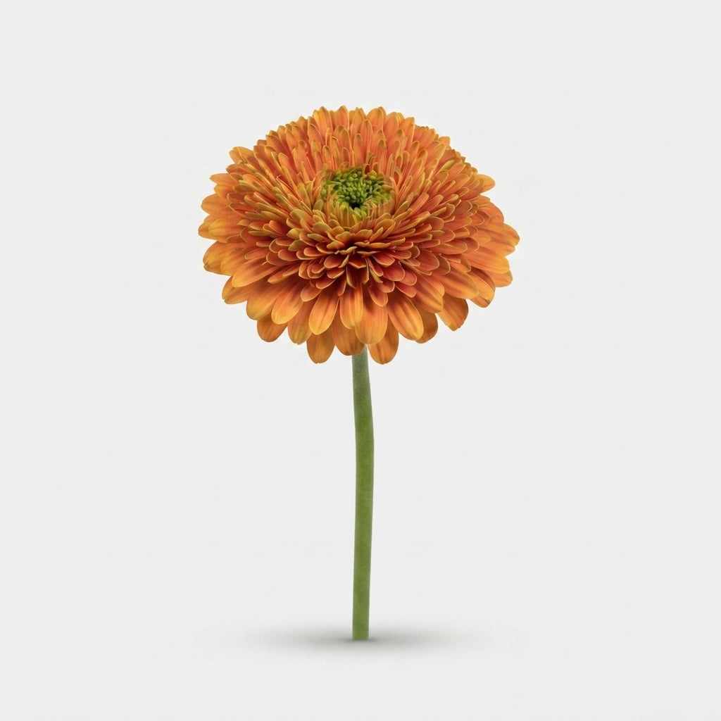 Gerbera Large Berra