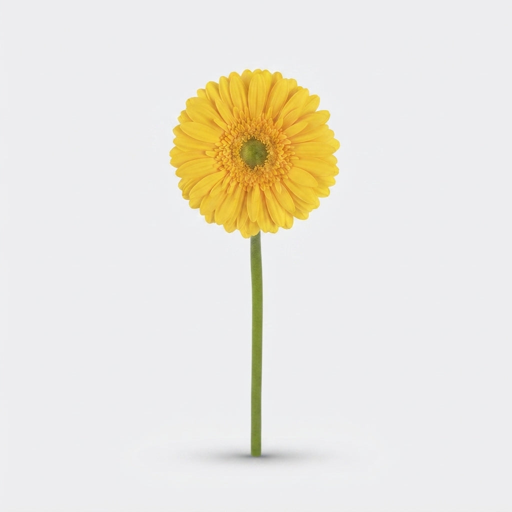 Gerbera Large Submarine