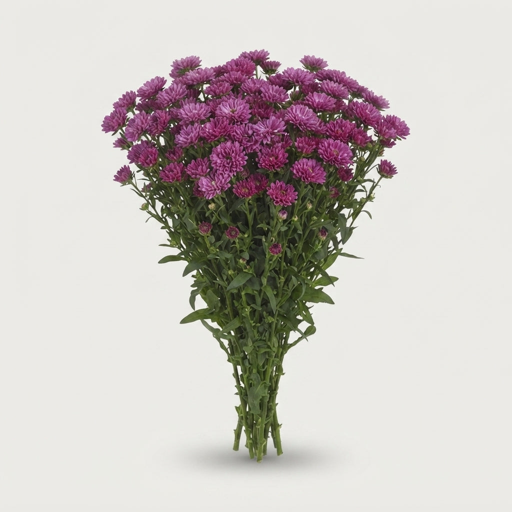 Purple Aster ‘Flash’ Cut Flowers – 80cm Stems