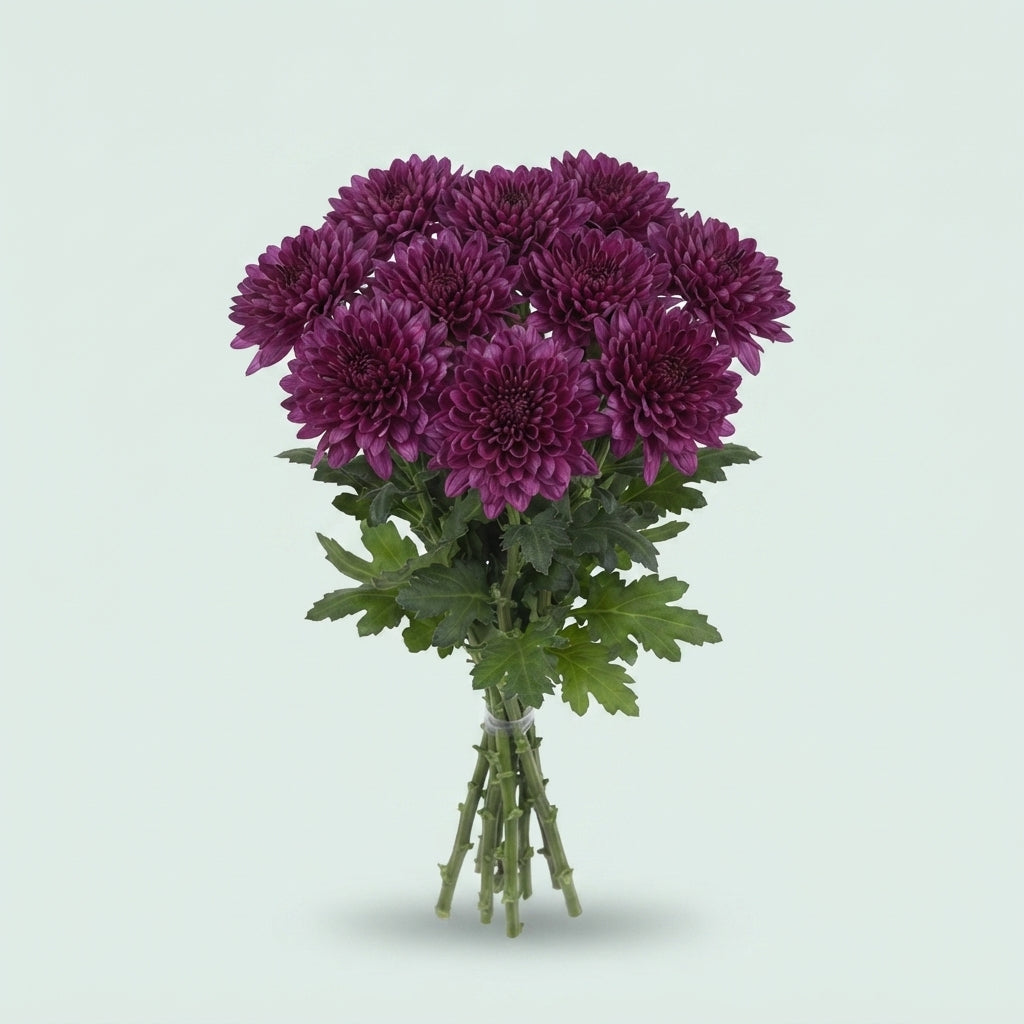 Chrysanthemum G Lamira
