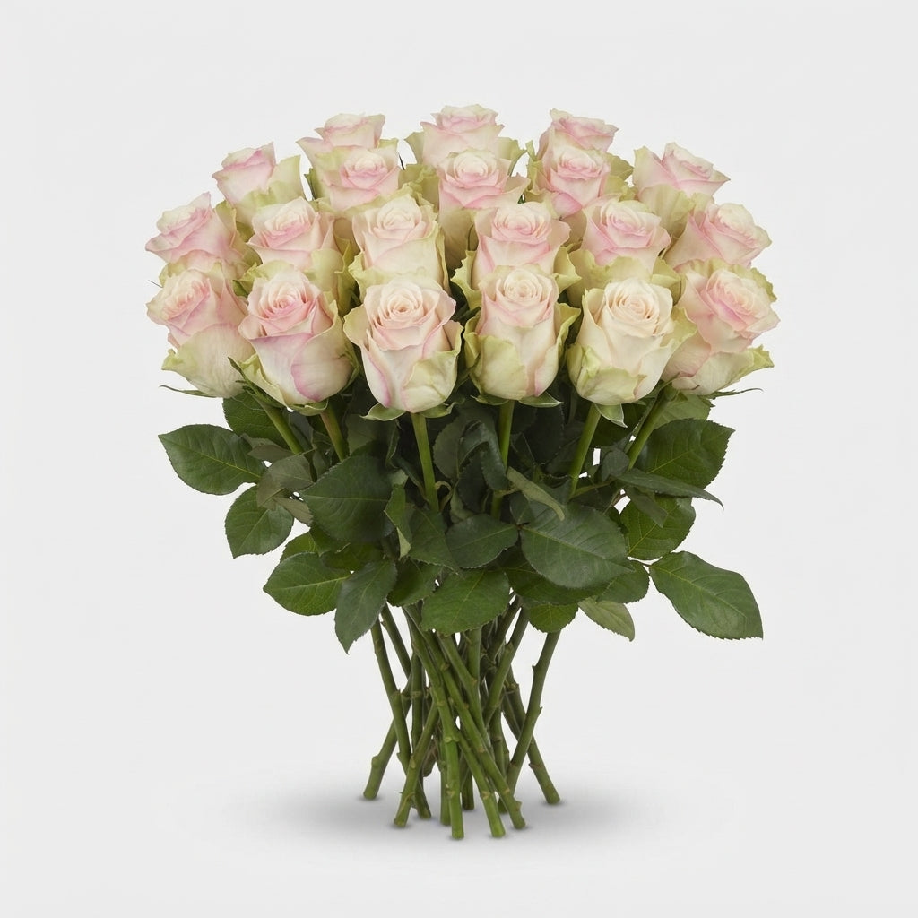 Rose - Rosa - Pink Athena
