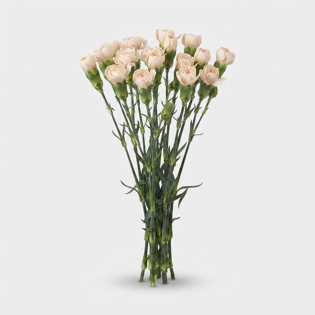 Carnation Spray Hamada