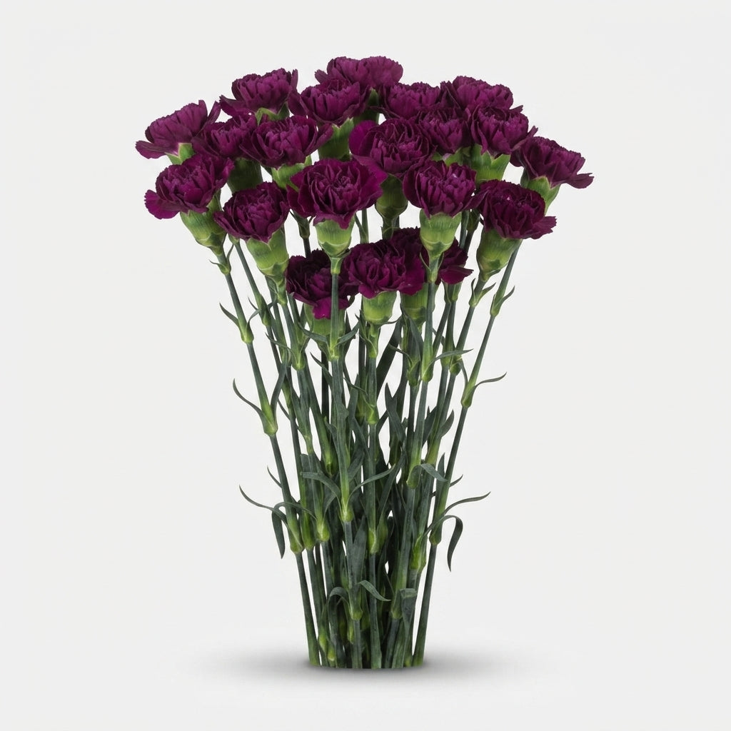 Carnation Standard Golem