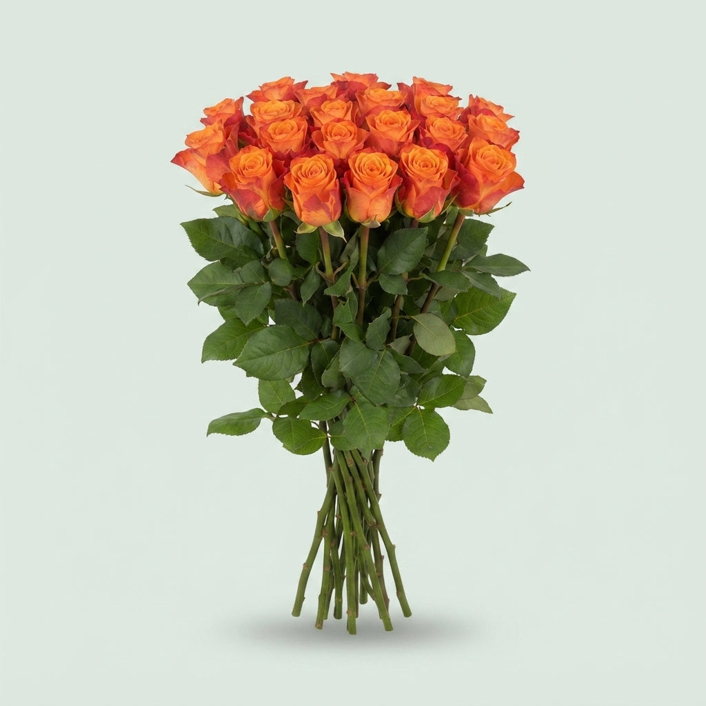 Rose - Rosa - Mariyo