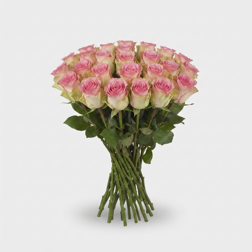 Rose - Rosa - Lovely Jewel