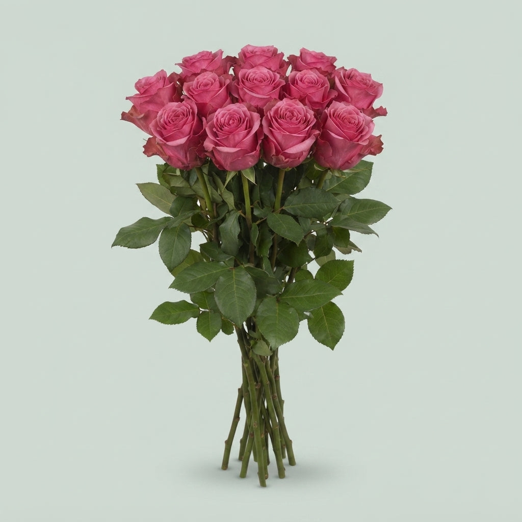 Rose - Rosa - Kiss Me Kate