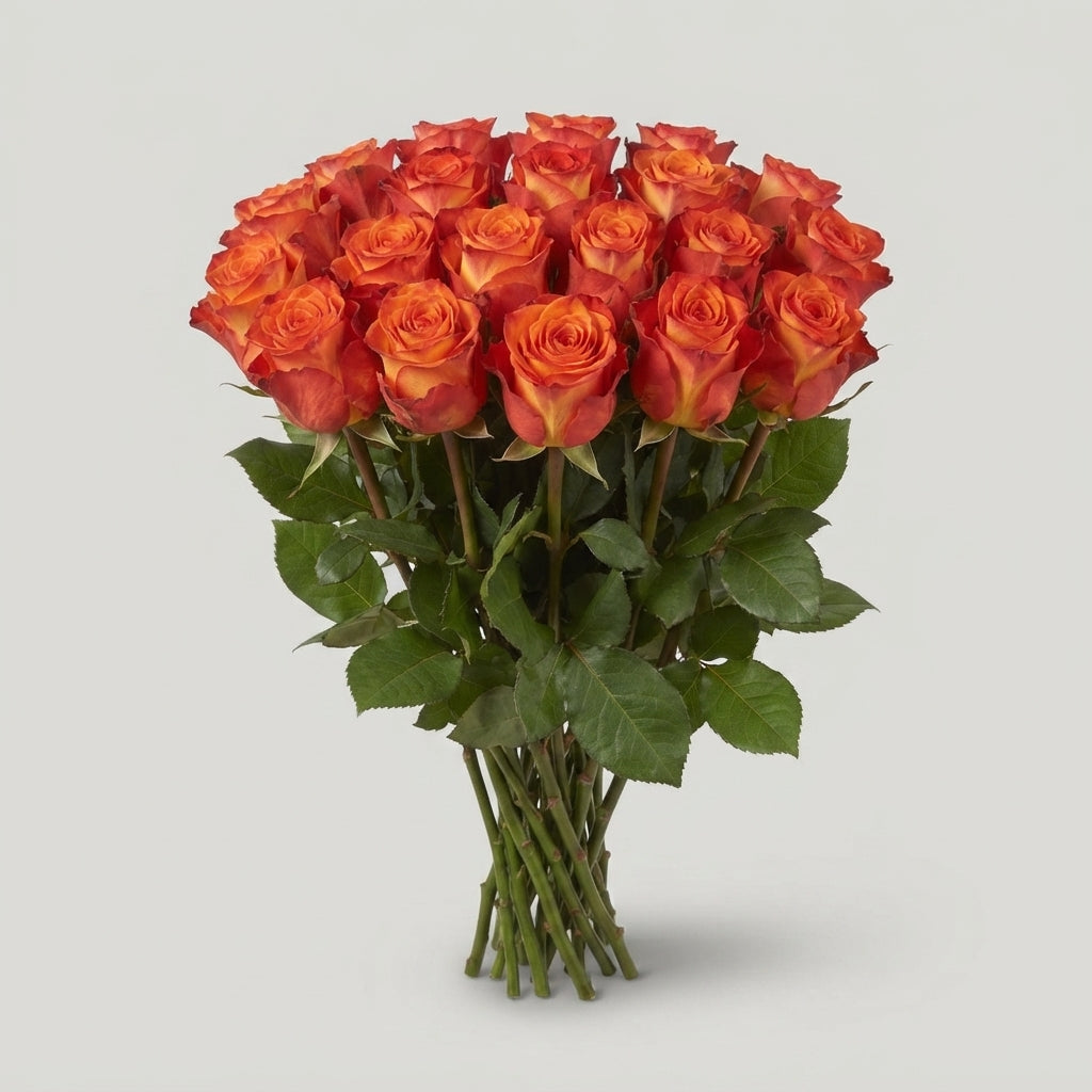 Rose - Rosa - High & Magic