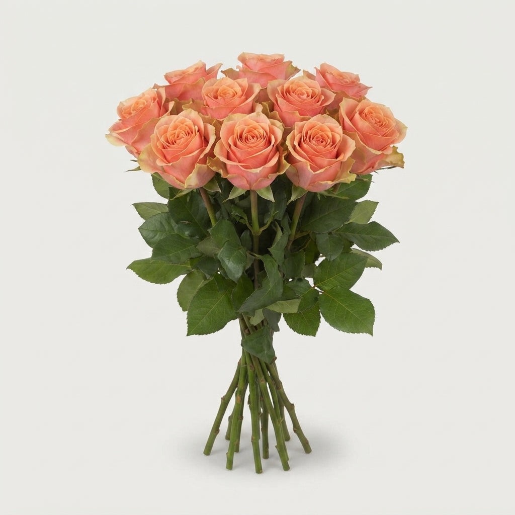 Rose - Rosa - Dividend