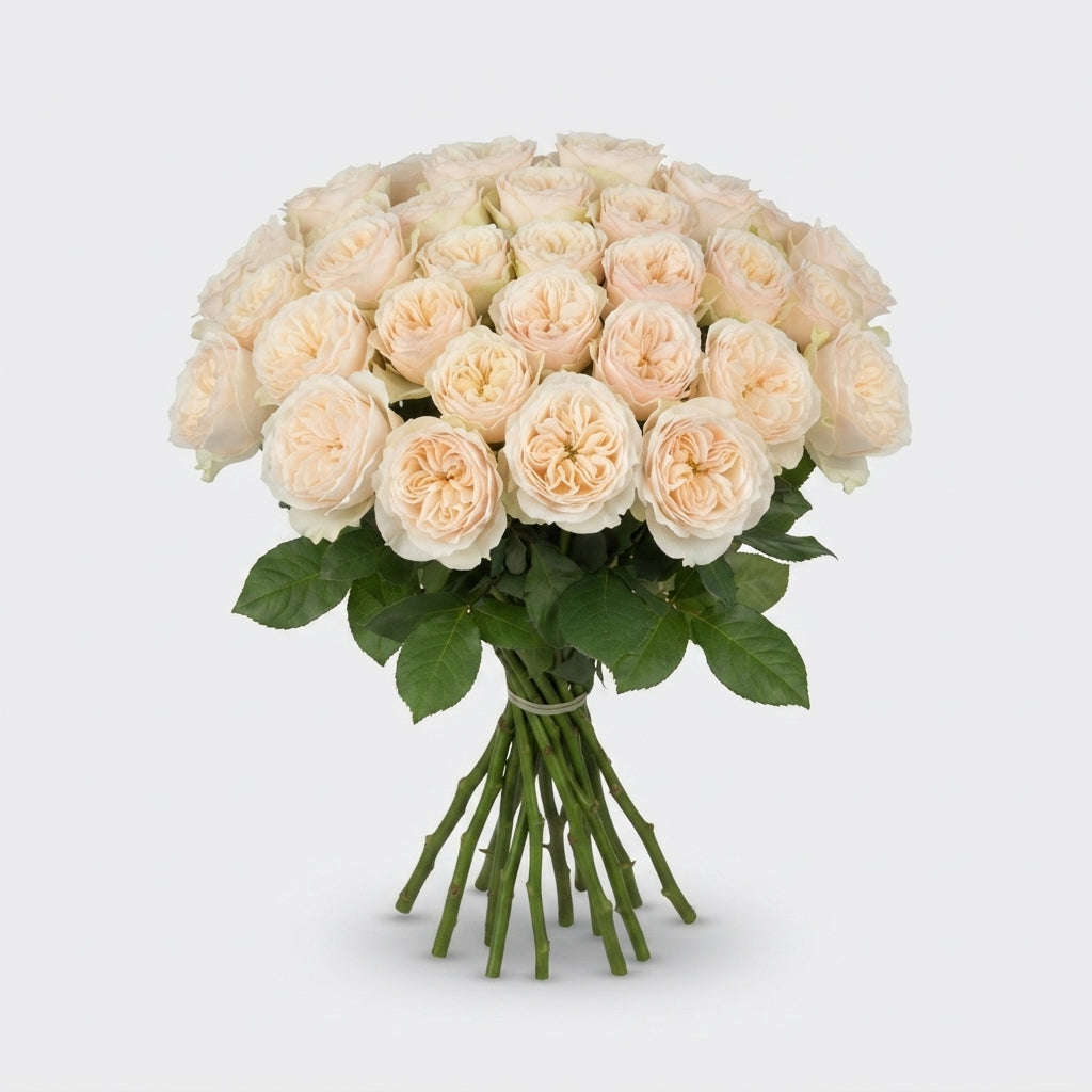 Rose - Rosa - Darlington