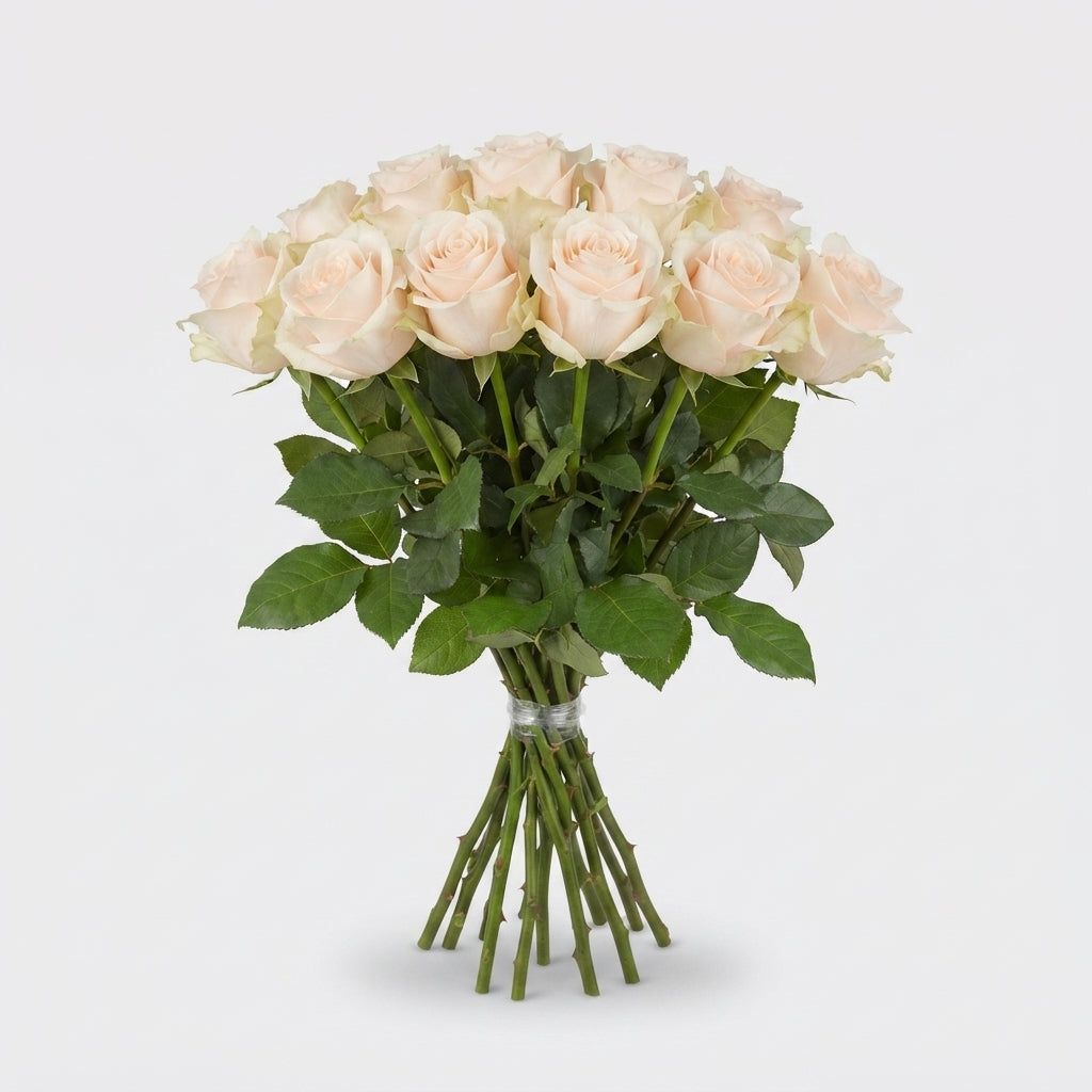 Rose - Rosa - Lovely Avalanche+