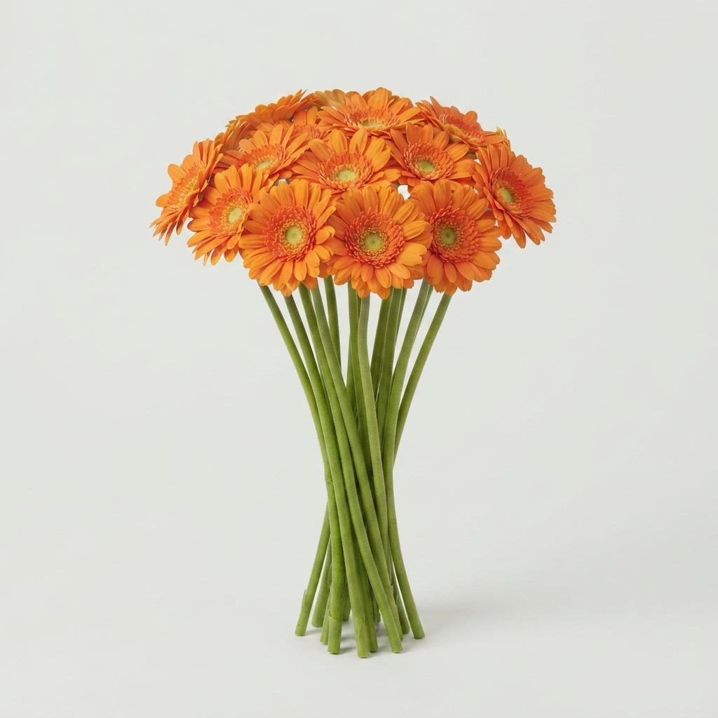 Gerbera - Gerbera - Eureka