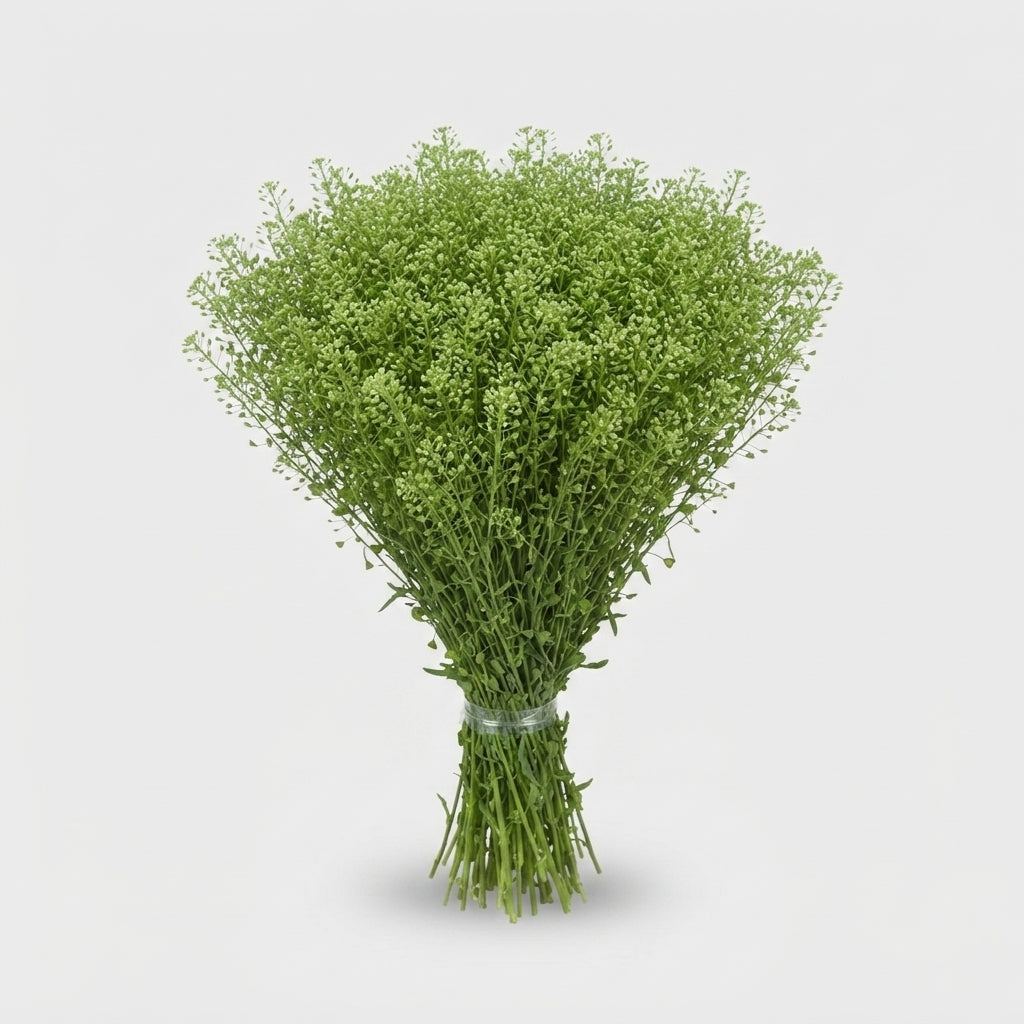 Lepidium Green Bell Thlaspi