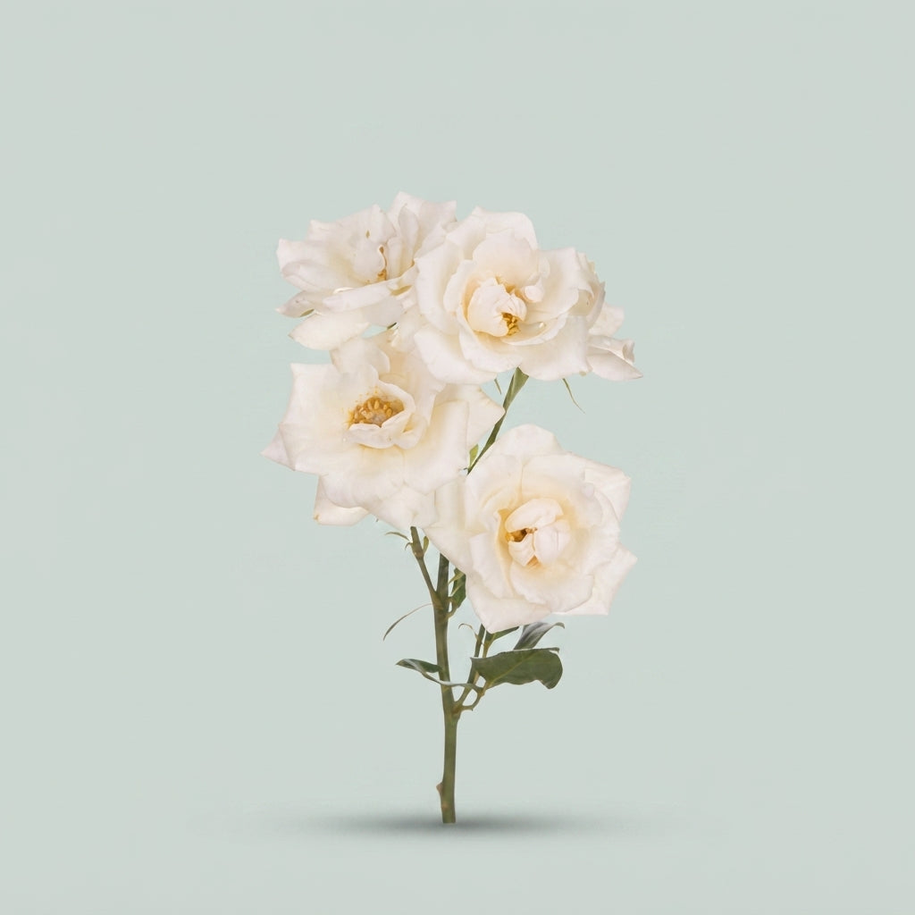 Spray Rose - Rosa - Haley