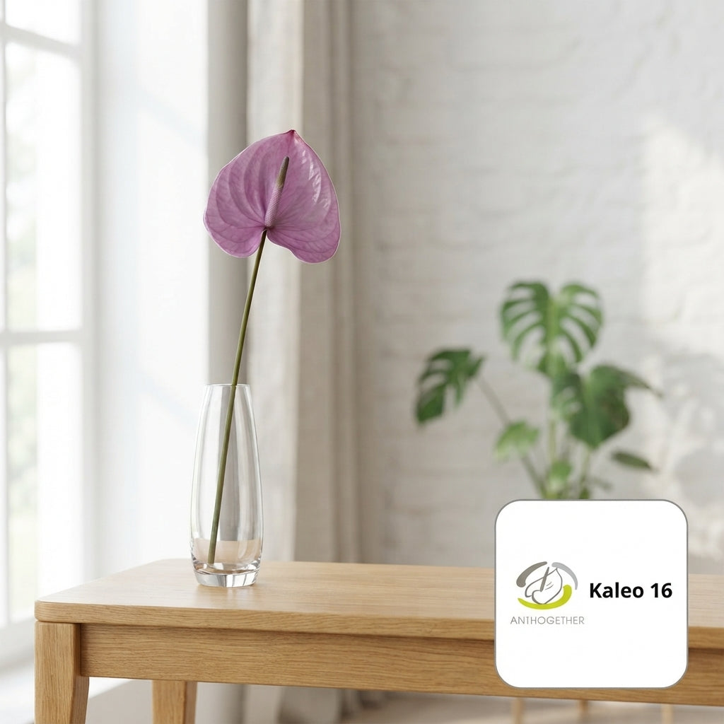 Purple Anthurium ‘Anthisiwa’ Cut Flowers – 35cm Stems
