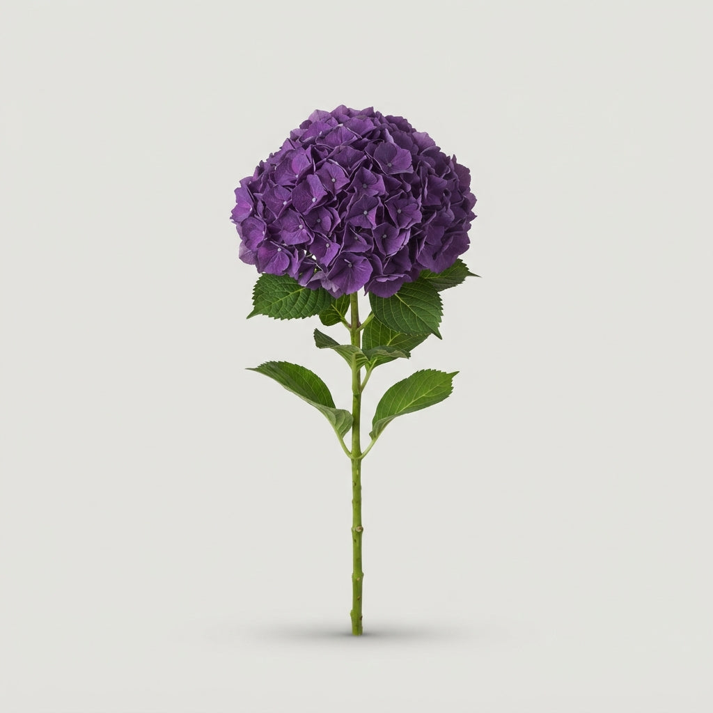 Hydrangea - Hydrangea - Mon Amour