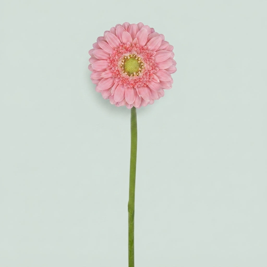 Pink Germini ‘Juna’ Cut Flowers – 40cm Stems