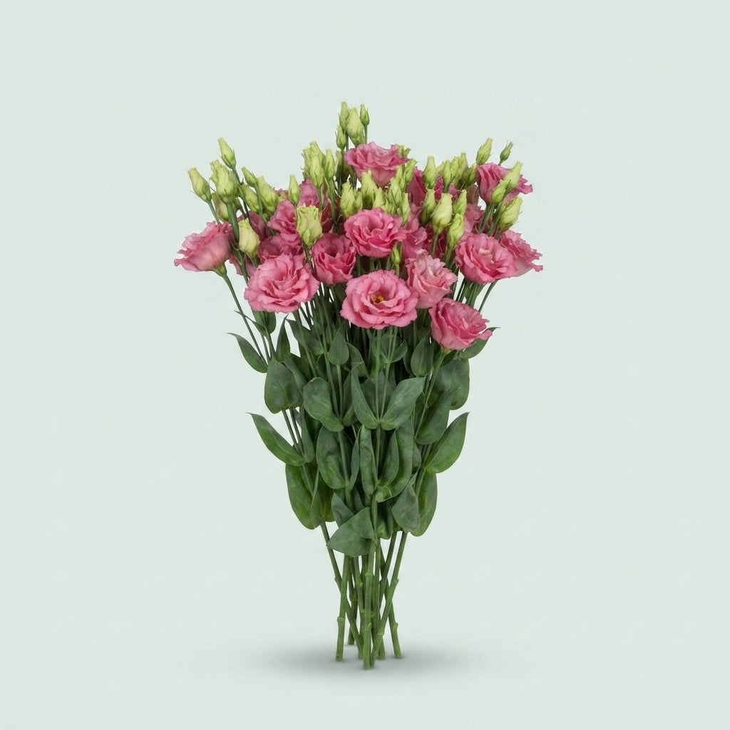 Lisianthus Alissa Rose Pink