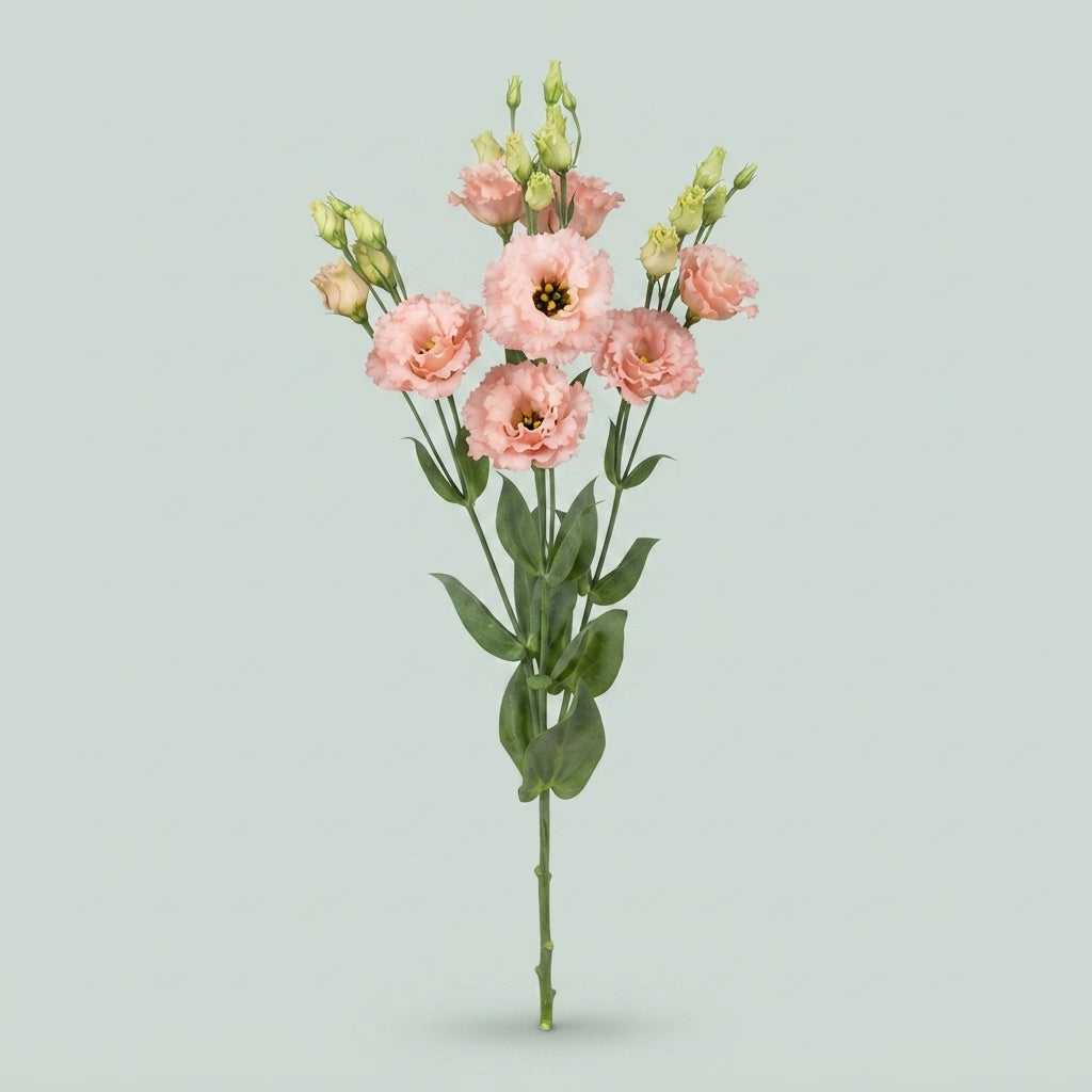 Lisianthus Alissa Peach