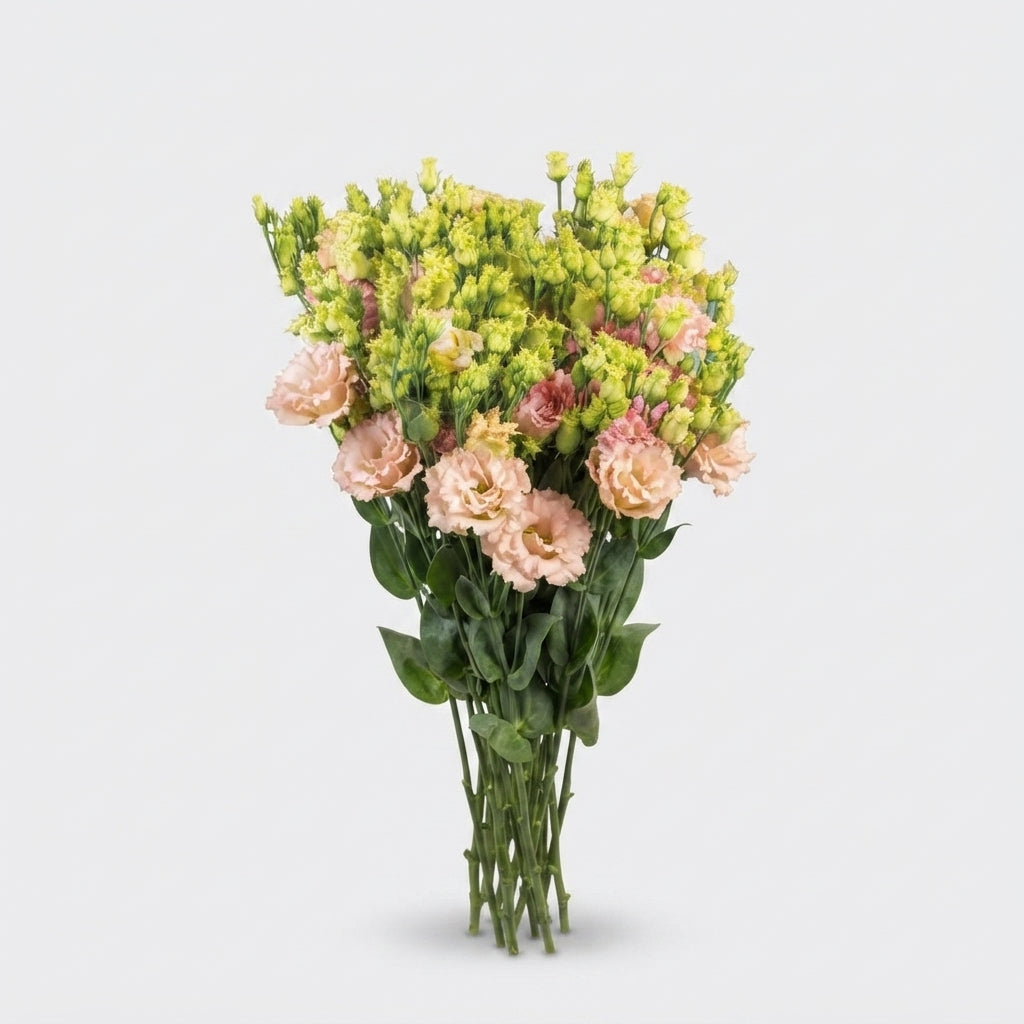 Lisianthus Alissa Champagne