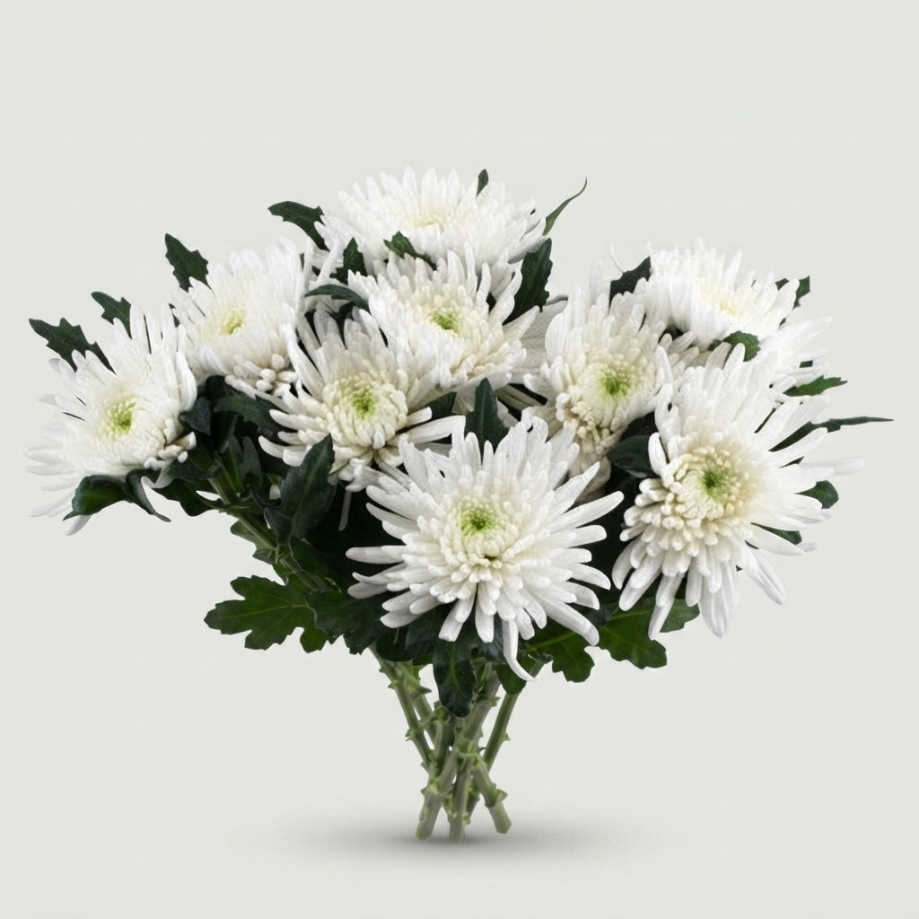 Chrysanthemum G Topspin