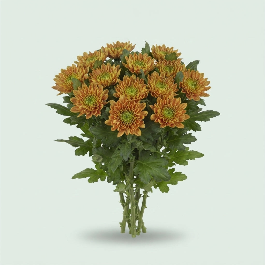 Chrysanthemum G Rossano Elizabeth