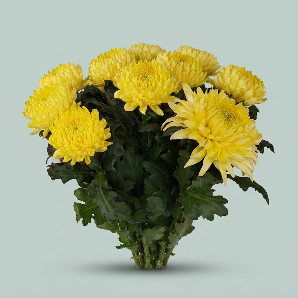 Chrysanthemum - Chrysanthemum - Magnum Yellow