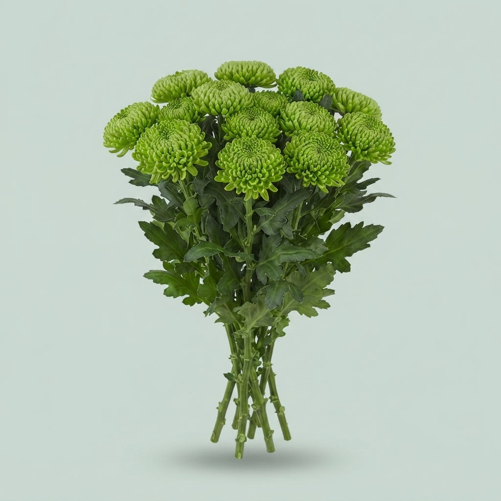Chrysanthemum - Chrysanthemum - Alemani