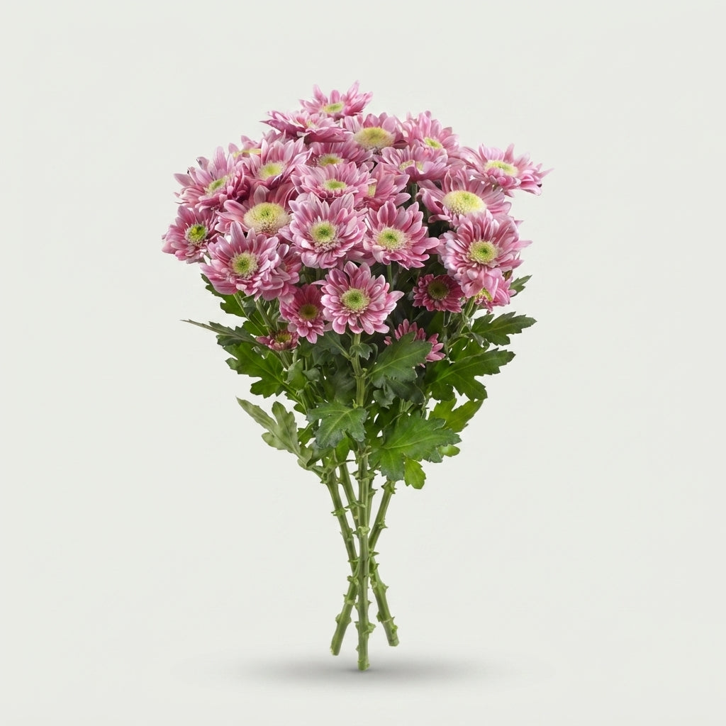 Spray Chrysanthemum - Chrysanthemum - Serenity Sweet