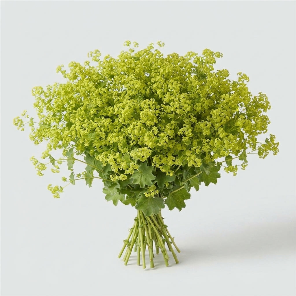 Alchemilla mollis ‘Robustica’ Green Foliage Stems – 55cm