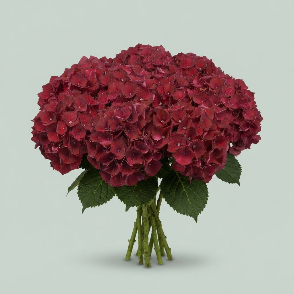 Hydrangea - Kolmaru - Magical Ruby Red