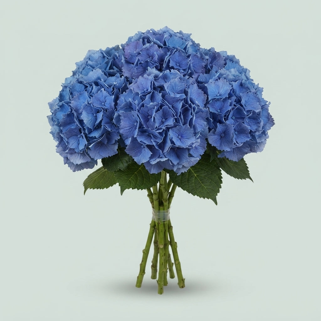 Hydrangea - Royal Parade