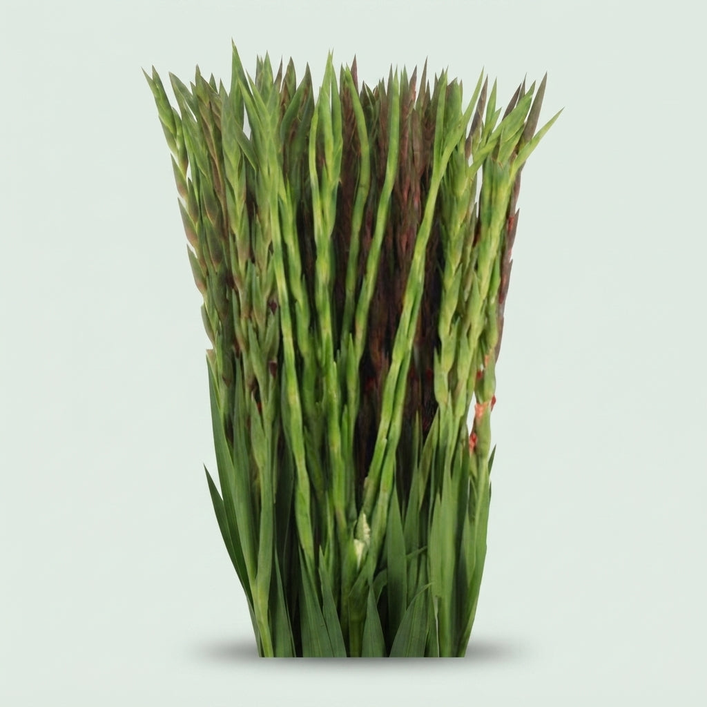 Mixed Gladiolus Cut Flowers – 90cm Stems