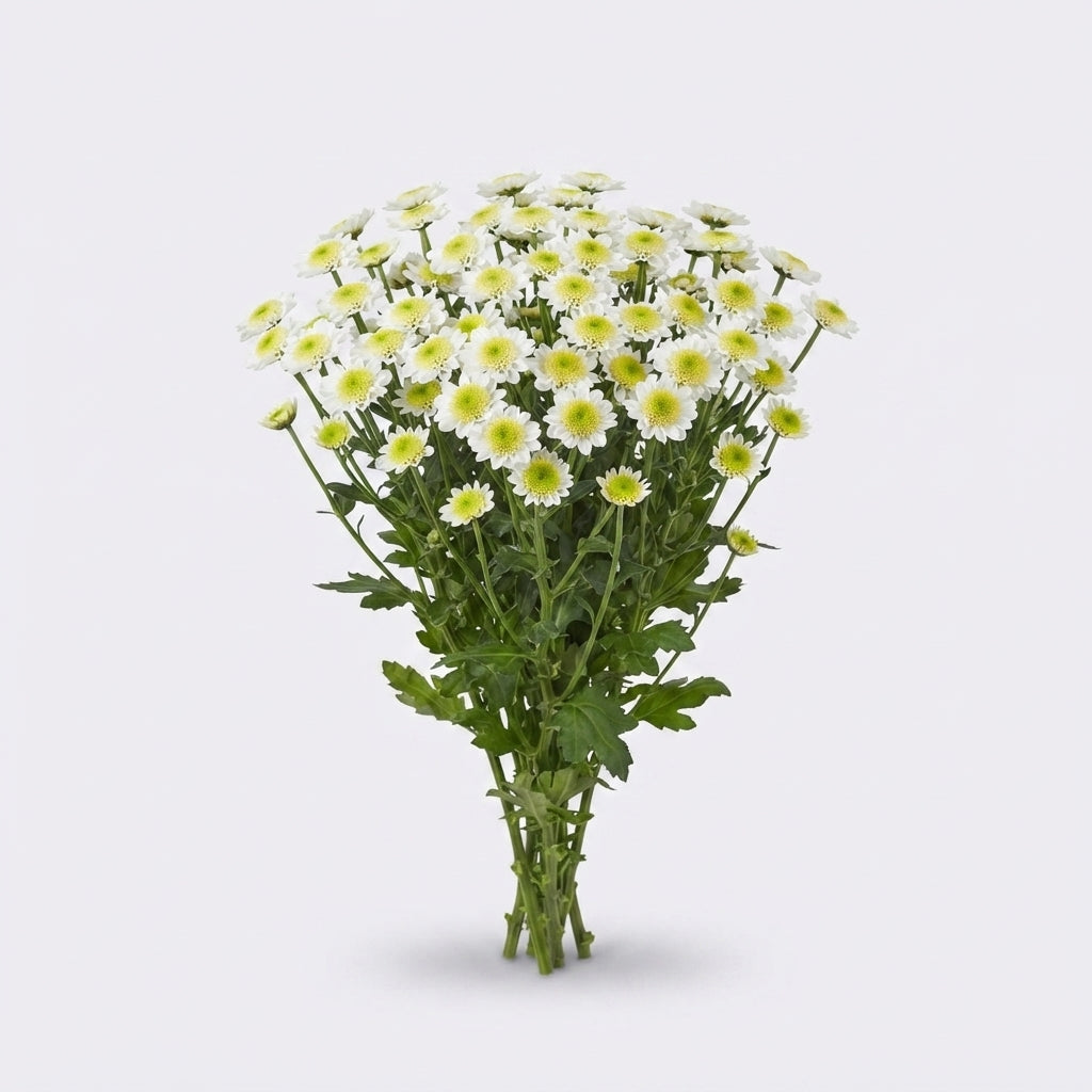 Santini Chrysanthemum - Chrysanthemum - Sun Up