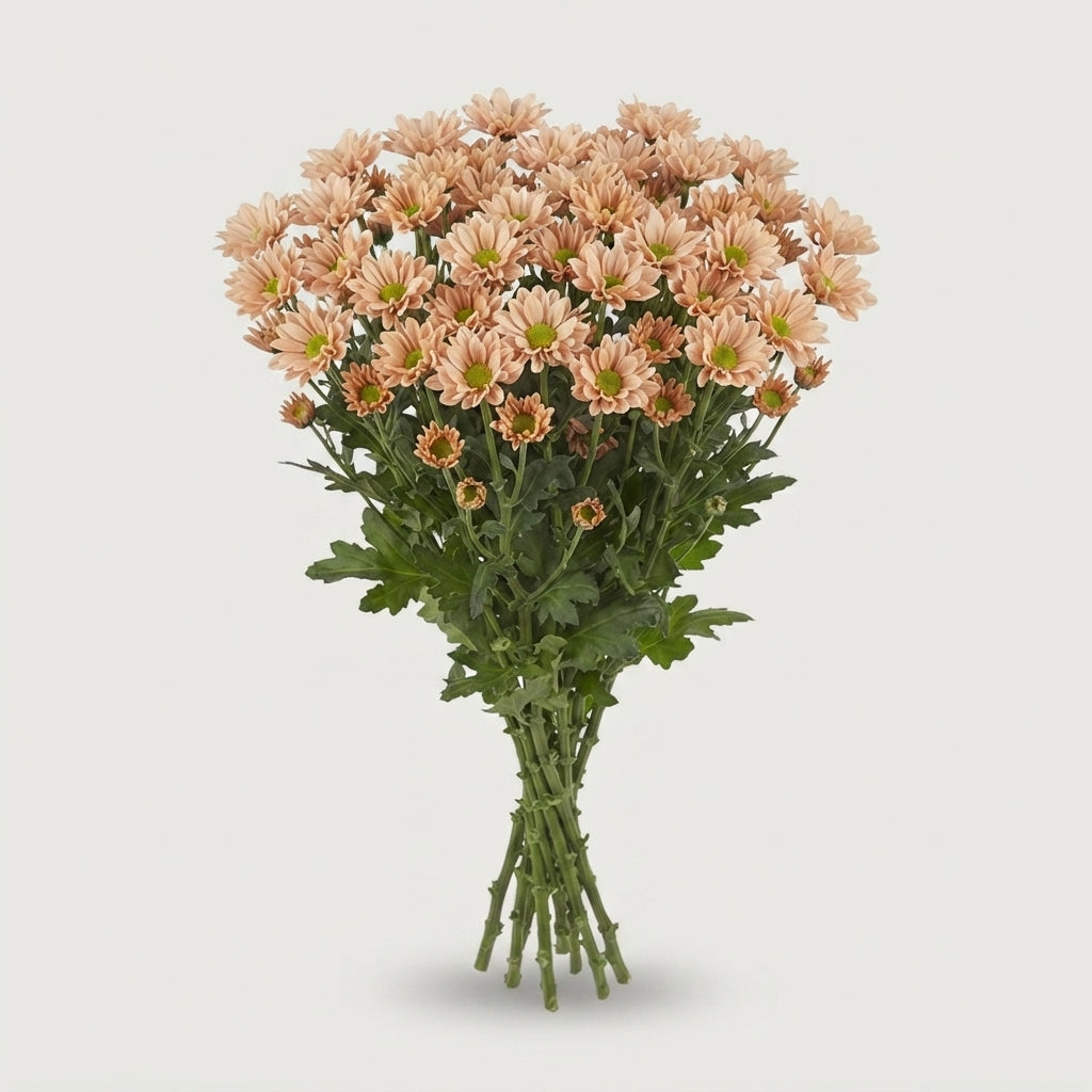 Santini Chrysanthemum - Chrysanthemum - Florossmok