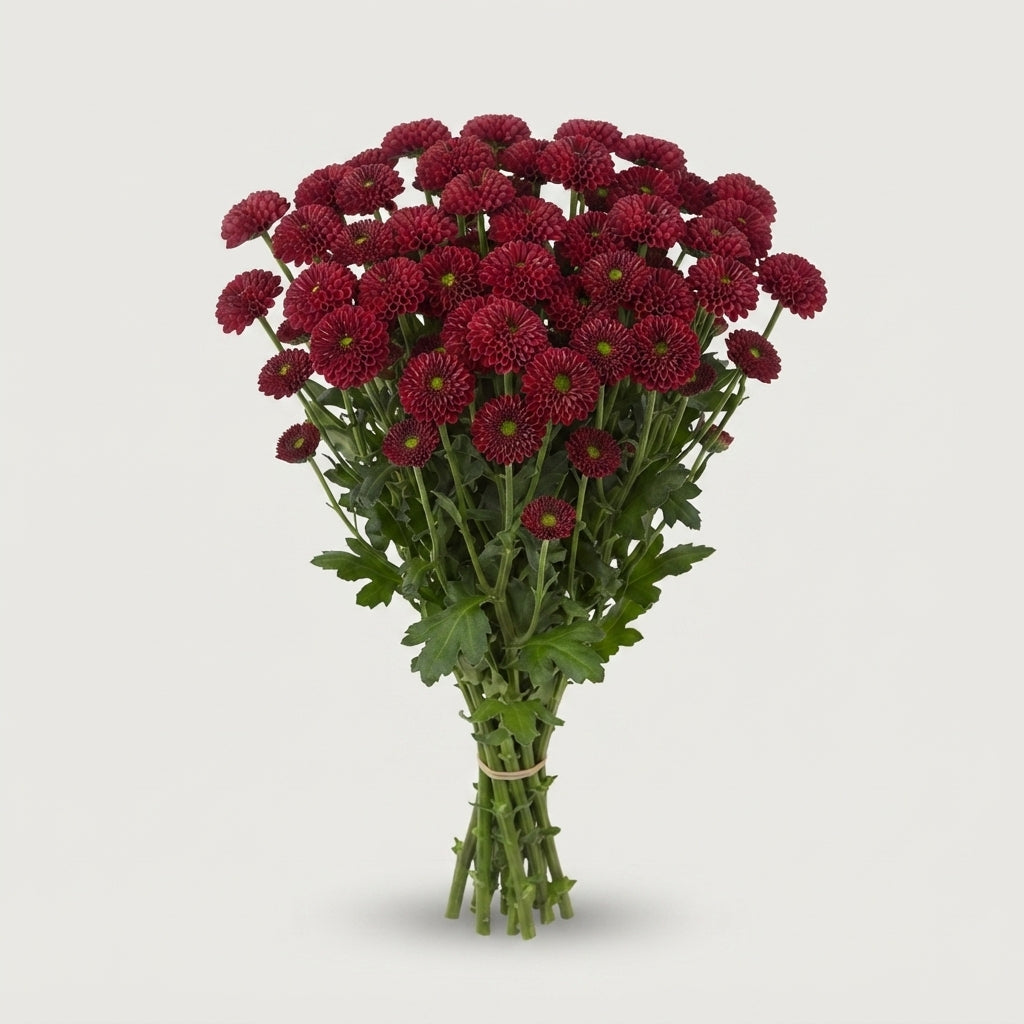 Santini Chrysanthemum - Chrysanthemum - Dekpurpetta Red