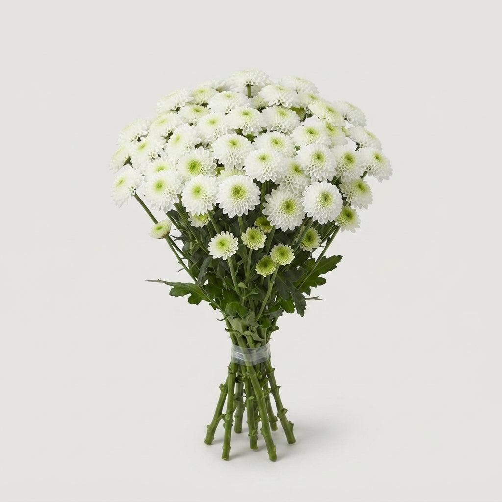 Santini Chrysanthemum - Chrysanthemum - Ferry