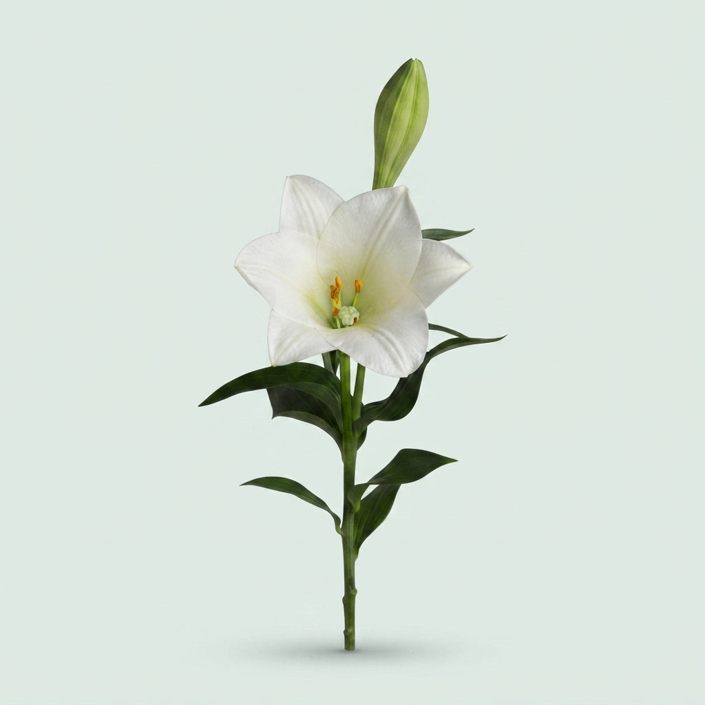 Lily - Lilium longiflorum - Watch Up