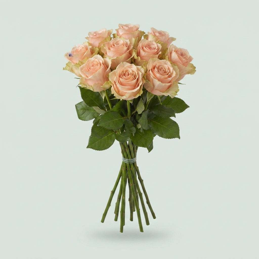 Rose - Rosa - Pearl Avalanche+