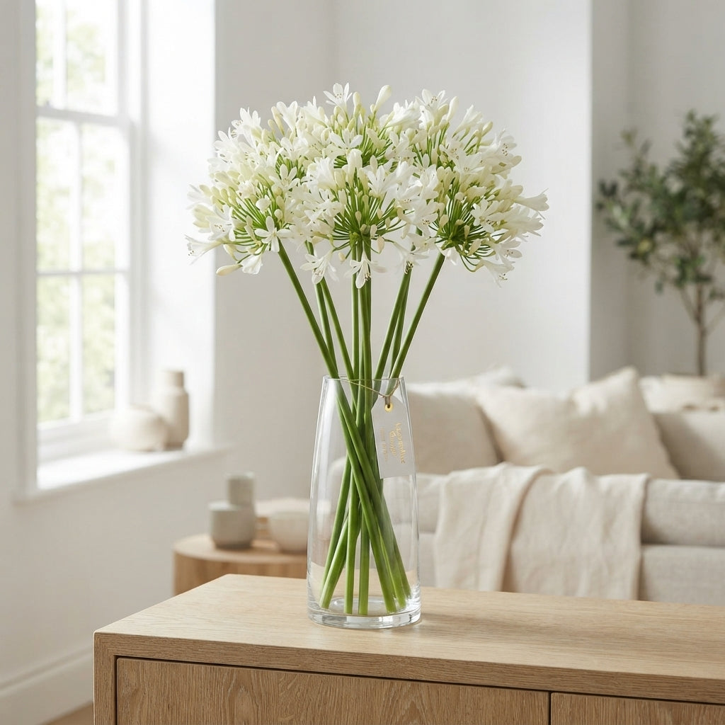 White Agapanthus ‘Gletsjer’ – 70cm Stems