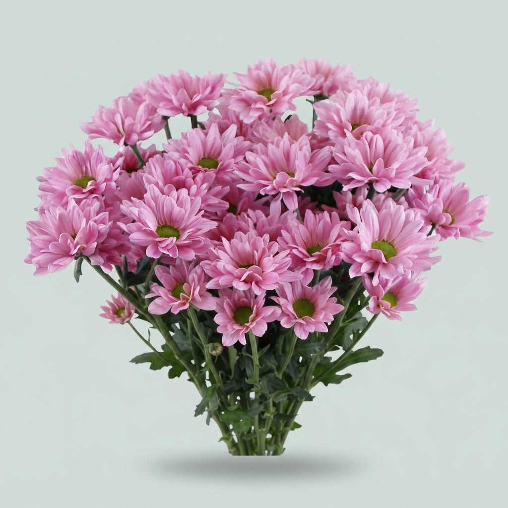 Spray Chrysanthemum - Chrysanthemum - Katinka