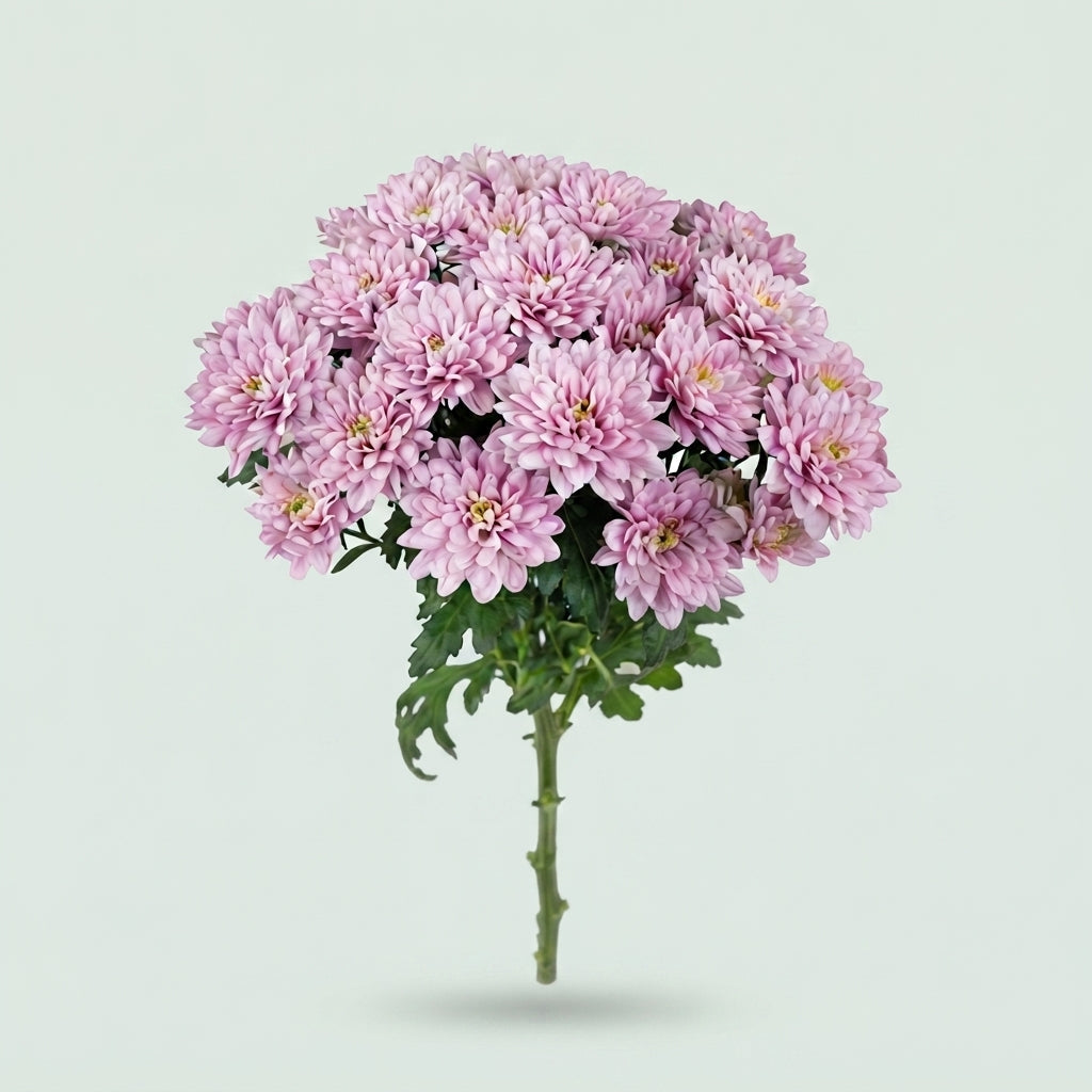 Spray Chrysanthemum - Chrysanthemum - Baltica Pink