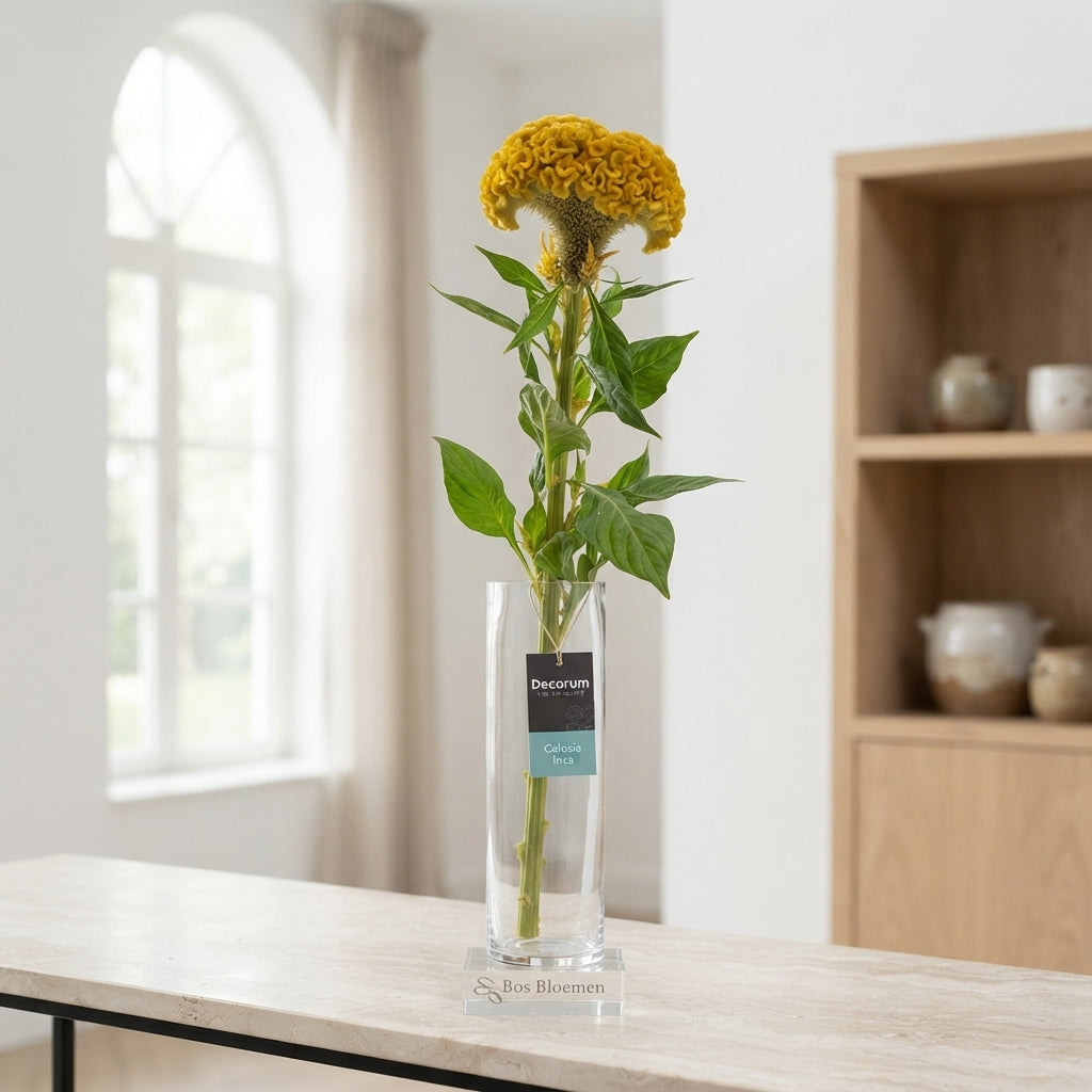 Yellow Celosia ‘Act Inca’ Cut Flowers – 72cm Stems