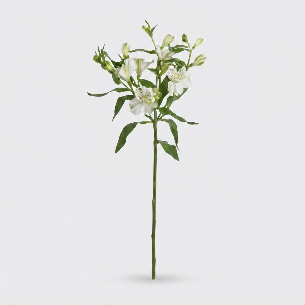 Alstroemeria Charmelia White