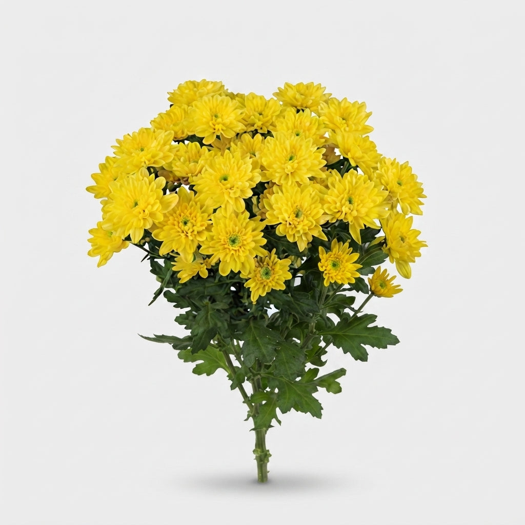 Spray Chrysanthemum - Chrysanthemum - Baltica Yellow